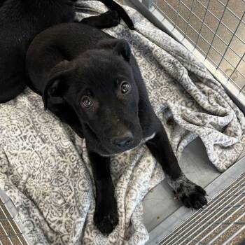 Kraken -  Labrador Retriever Dog for Adoption in Kingman, Arizona - Kraken | PetCurious