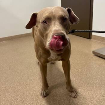 Royce -  American Staffordshire Terrier and Mixed Breed Dog for Adoption in League City, Texas - Royce | PetCurious