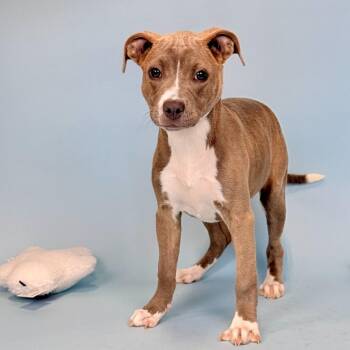 Pit Bull Terrier Dogs Available for Adoption in Portland, Oregon - Stevie | PetCurious