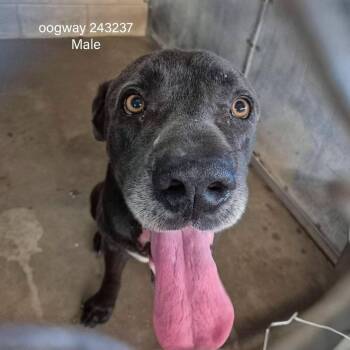 Oogway -  Mastiff Dog for Adoption in Edinburg, Texas - Oogway | PetCurious