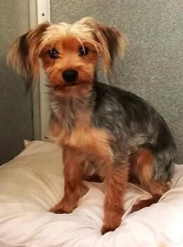 Bernard -  Yorkshire Terrier Dog for Adoption in Waupaca, Wisconsin - Bernard | PetCurious