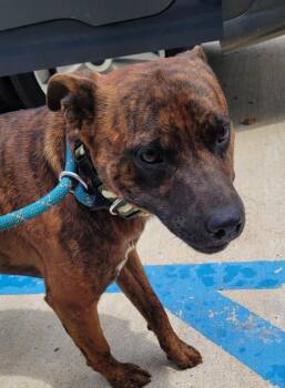 Leo -  Mixed Breed Dog for Adoption in Lawrenceburg, Tennessee - Leo | PetCurious