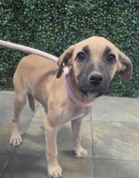 61235508 -  Mixed Breed Dog for Adoption in El Paso, Texas - 61235508 | PetCurious