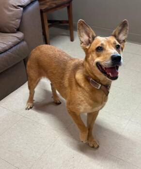 Cinnamon -  Shepherd and Australian Cattle Dog Blue Heeler Dog for Adoption in Fayetteville, Tennessee - Cinnamon | PetCurious