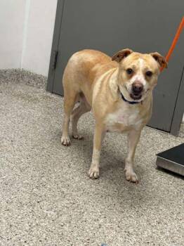 Mixed Breed Dogs Available for Adoption in Gastonia, North Carolina - Creamsicle | PetCurious