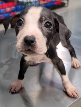 Latte -  Mixed Breed Dog for Adoption in West Chester, Pennsylvania - Latte | PetCurious