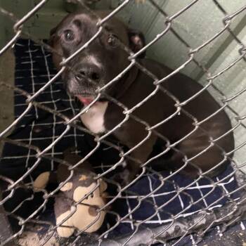 Mixed Breed Dogs Available for Adoption - Piper Rainn | PetCurious