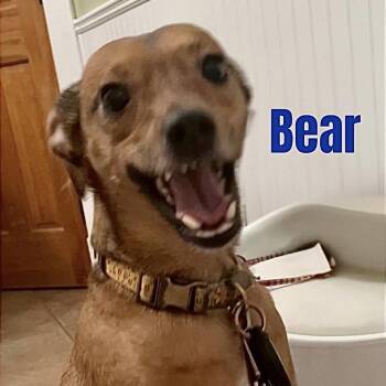 Rescue Chihuahua and Terrier Dogs for Adoption in Madisonville, Louisiana - BEAR | PetCurious