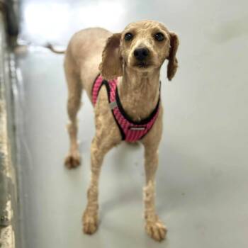 Rescue Mixed Breed Dogs for Adoption in Adrian, Michigan - Cabbage Patch | PetCurious