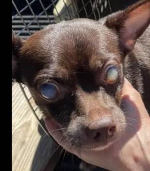Rescue Chihuahua Dogs for Adoption in Cary, North Carolina - Bruiser | PetCurious