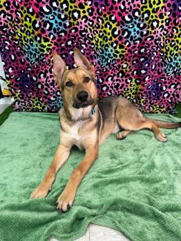 Rescue German Shepherd Dog Dogs for Adoption in Brookings, Oregon - Kai | PetCurious