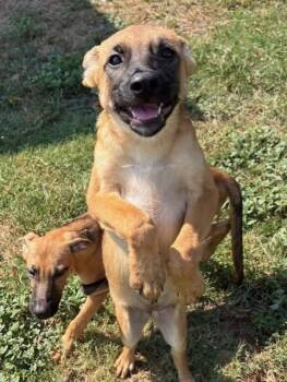 Dora - FOSTER NEEDED -  German Shepherd Dog Dog for Adoption in Tunica, Mississippi - Dora - FOSTER NEEDED | PetCurious