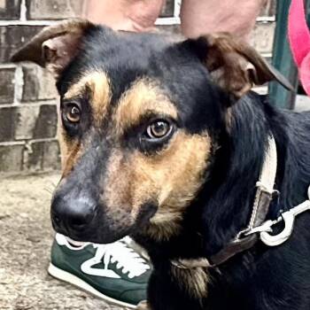 Rescue German Pinscher and German Shepherd Dog Dogs for Adoption in Sequatchie, Tennessee - Milo | PetCurious