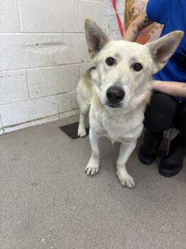 BINGO -  German Shepherd Dog and Cardigan Welsh Corgi Dog for Adoption in San Bernardino, California - BINGO | PetCurious