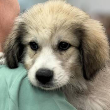 FWT Fajita -  Great Pyrenees and Mixed Breed Dog for Adoption in Midland, Texas - FWT Fajita | PetCurious
