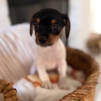 Beans -  Dachshund and Yorkshire Terrier Dog for Adoption in Baton Rouge, Louisiana - Beans | PetCurious
