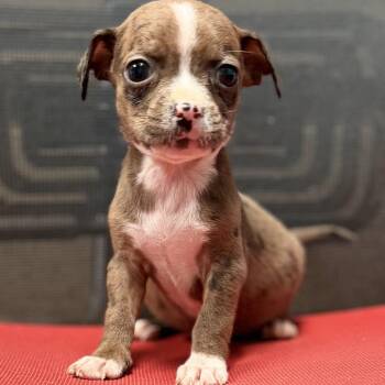 WELLINGTON - ARRIVING IN MAINE JULY 18TH -  Mixed Breed Dog for Adoption in Berwick, Maine - WELLINGTON - ARRIVING IN MAINE JULY 18TH | PetCurious