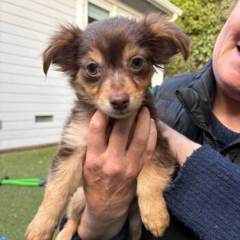 BAXTER -  Spaniel and Mixed Breed Dog for Adoption in Richmond, California - BAXTER | PetCurious