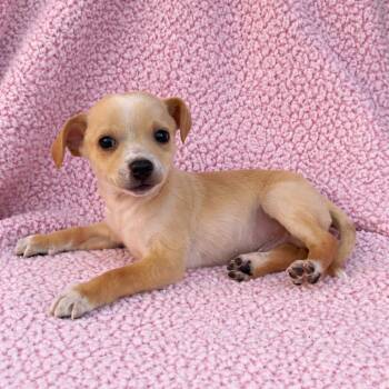 Jack Russell Terrier Dogs Available for Adoption - Bimbi | PetCurious