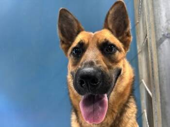 Strawberry 1320-26 -  Shepherd and Mixed Breed Dog for Adoption in Cumming, Georgia - Strawberry 1320-26 | PetCurious