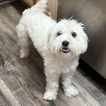 Darla -  Maltese and Mixed Breed Dog Available for Adoption in Las Vegas, Nevada - Darla | PetCurious