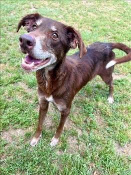 Labrador Retriever and Mixed Breed Dogs Available for Adoption in Conroe, Texas - GUS | PetCurious