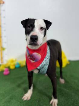 Pit Bull Terrier and Labrador Retriever Dogs Available for Adoption in Carlsbad, California - Carolina-One Of Our Amazing Rescue Dogs | PetCurious