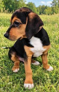 PUPPY TEDDIE -  Hound Dog for Adoption in Franklin, Tennessee - PUPPY TEDDIE | PetCurious