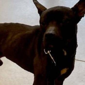 YORK-Stray-16235 -  Pit Bull Terrier Dog for Adoption in York, Pennsylvania - YORK-Stray-16235 | PetCurious