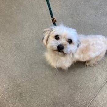 YORK-Stray-17010 -  Shih Tzu and Mixed Breed Dog for Adoption in York, Pennsylvania - YORK-Stray-17010 | PetCurious