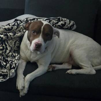 Bella -  Mixed Breed Dog for Adoption in Mentor, Ohio - Bella | PetCurious