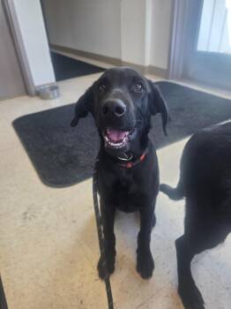 Maverik -  Black Labrador Retriever Dog for Adoption in Green River, Wyoming - Maverik | PetCurious