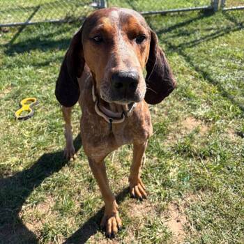 Greg -  Redbone Coonhound Dog for Adoption in Harrisonburg, Virginia - Greg | PetCurious