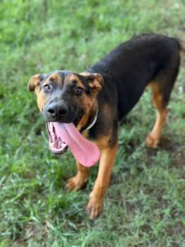 Rescue German Shepherd Dog and Mixed Breed Dogs for Adoption in Riverside, California - PING | PetCurious