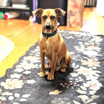 Rescue Chihuahua and Feist Dogs for Adoption in South Riding, Virginia - Fern | PetCurious