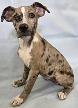 Fleur -  Catahoula Leopard Dog and Mixed Breed Dog for Adoption in Morton Grove, Illinois - Fleur | PetCurious