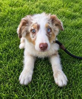 Alvin -  Australian Shepherd Dog for Adoption in Malvern, Pennsylvania - Alvin | PetCurious