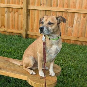 Milano -  Border Terrier and Beagle Dog for Adoption in La Grange, Kentucky - Milano | PetCurious