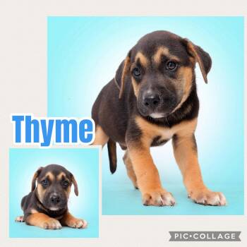 Thyme -  Labrador Retriever Dog for Adoption in Ringwood, New Jersey - Thyme | PetCurious