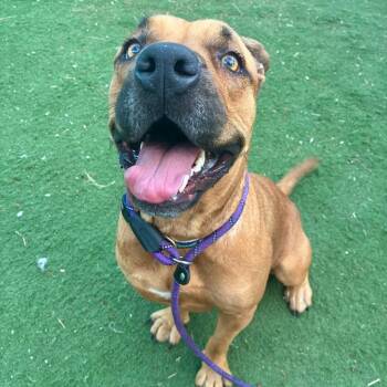 Envy -  Terrier Dog for Adoption in St. Louis, Missouri - Envy | PetCurious