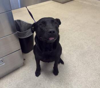 SUNDANCE -  Pit Bull Terrier and Mixed Breed Dog for Adoption in Riverside, California - SUNDANCE | PetCurious