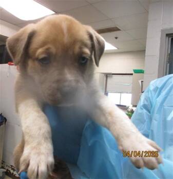 Pit Bull Terrier and Mixed Breed Dogs Available for Adoption in Oklahoma City, Oklahoma - A472237 | PetCurious