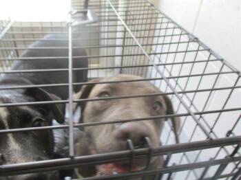 A385069 -  Staffordshire Bull Terrier Dog for Adoption in Ocala, Florida - A385069 | PetCurious