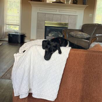 Teddy -  Labrador Retriever Dog for Adoption in Indianapolis, Indiana - Teddy | PetCurious