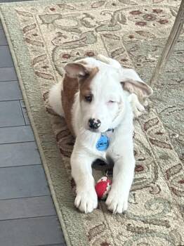 Australian Shepherd and Corgi Dogs Available for Adoption - Martin | PetCurious