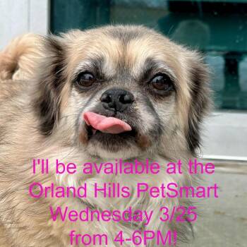 Pug and Mixed Breed Dogs Available for Adoption - Lupe | PetCurious