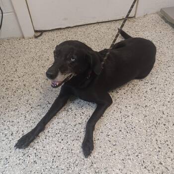 Good Golly Miss Molly -  Labrador Retriever and Hound Dog for Adoption in Hattiesburg, Mississippi - Good Golly Miss Molly | PetCurious