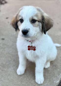Rescue Great Pyrenees Dogs for Adoption in Kiowa, Oklahoma - Roo | PetCurious