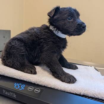 Peter Parker -  Black Labrador Retriever and Mixed Breed Dog for Adoption in Pasadena, California - Peter Parker | PetCurious