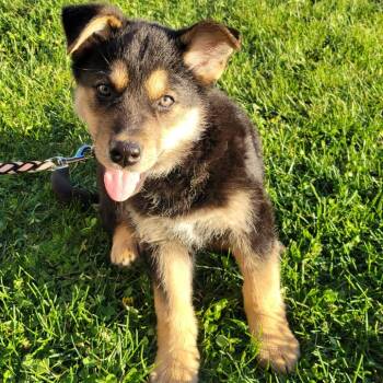 Shepherd and Mixed Breed Dogs Available for Adoption in Rochester, Minnesota - Moose | PetCurious